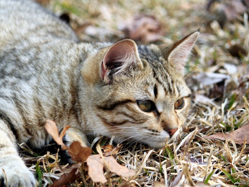 Tabby Cat Lying Down — Brown, Calm, Autumn, Photograph