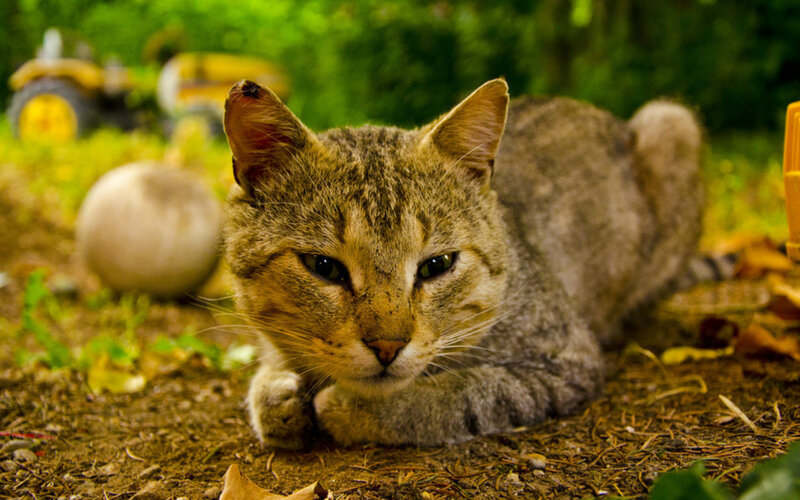 Tabby Cat Lying Down — Brown, Calm, Autumn, Photograph, Tractor