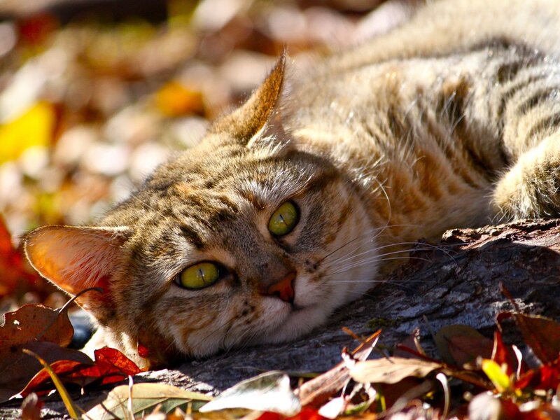 Tabby Cat Lying Down — Brown, Calm, Autumn
