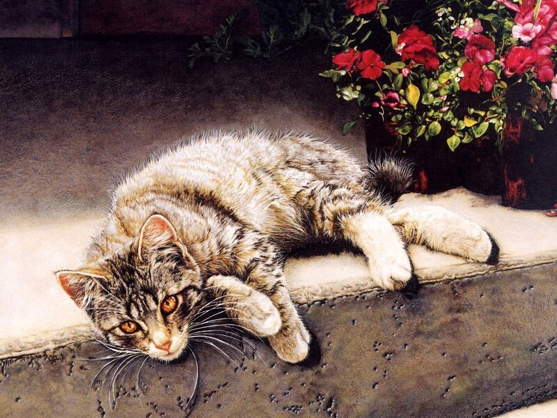 Tabby Cat Lying Down — Brown, Calm, Daytime
