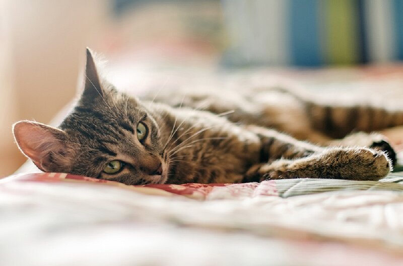 Tabby Cat Lying Down — Brown, Calm, Morning, Photograph, Bed