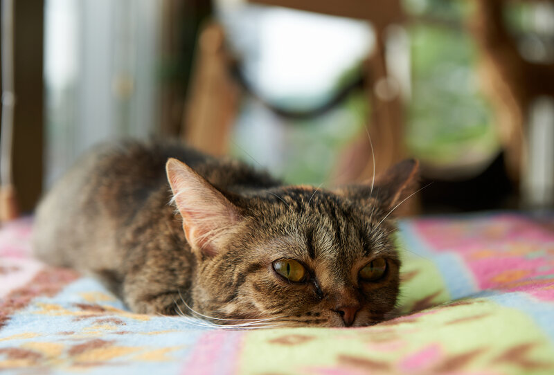 Tabby Cat Lying Down — Brown, Calm, Morning, Photograph, Blanket