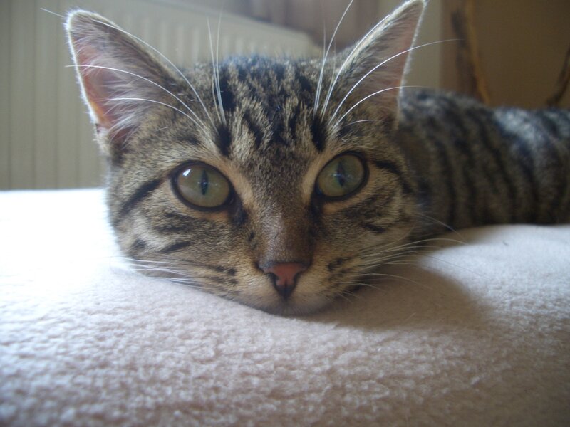 Tabby Cat Lying Down — Brown, Calm, Morning, Photograph, Blanket, Wall