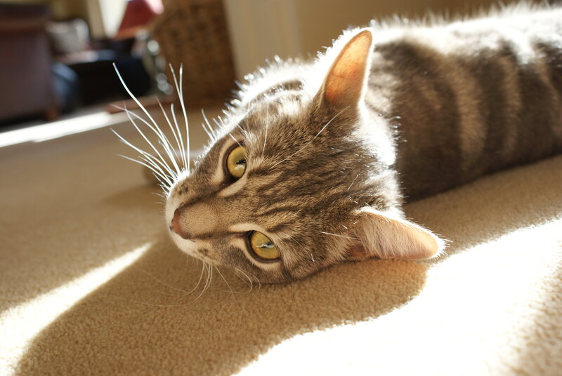 Tabby Cat Lying Down — Brown, Calm, Morning, Photograph, Carpet, Sunlight, Whiskers