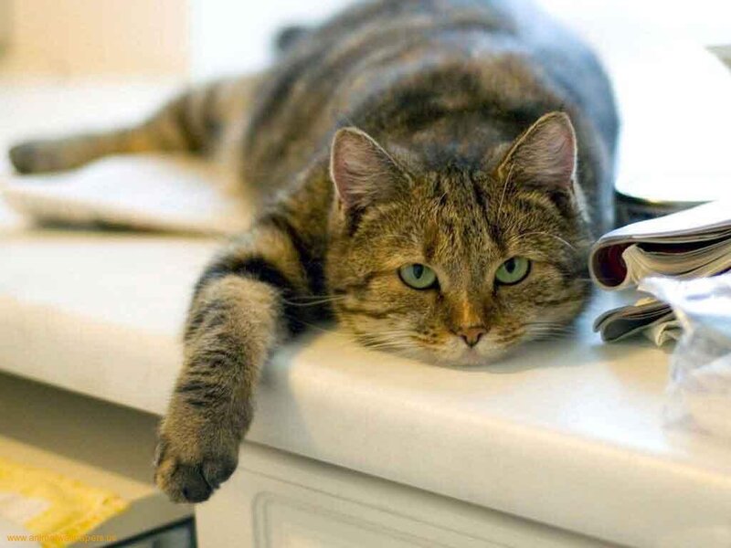 Tabby Cat Lying Down — Brown, Calm, Morning