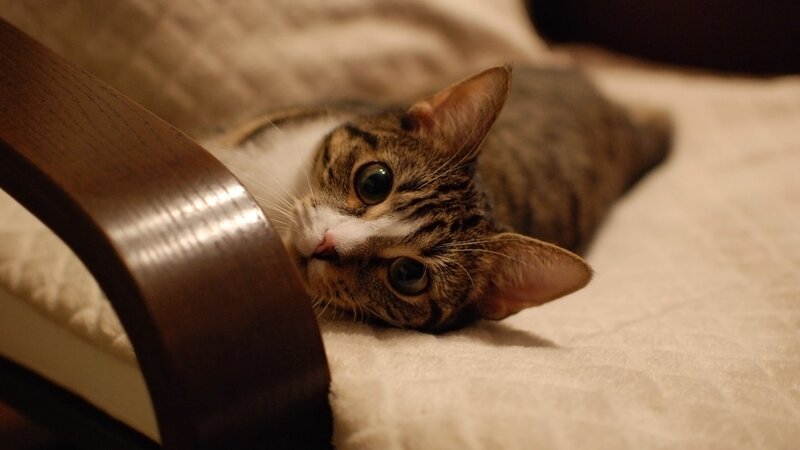 Tabby Cat Lying Down — Brown, Calm, Night, Photograph, Bed