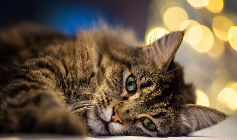 Tabby Cat Lying Down — Brown, Calm, Night, Photograph, Lights