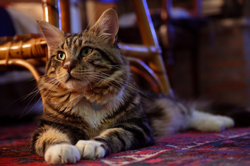 Tabby Cat Lying Down — Brown, Calm, Night, Photograph, Rug