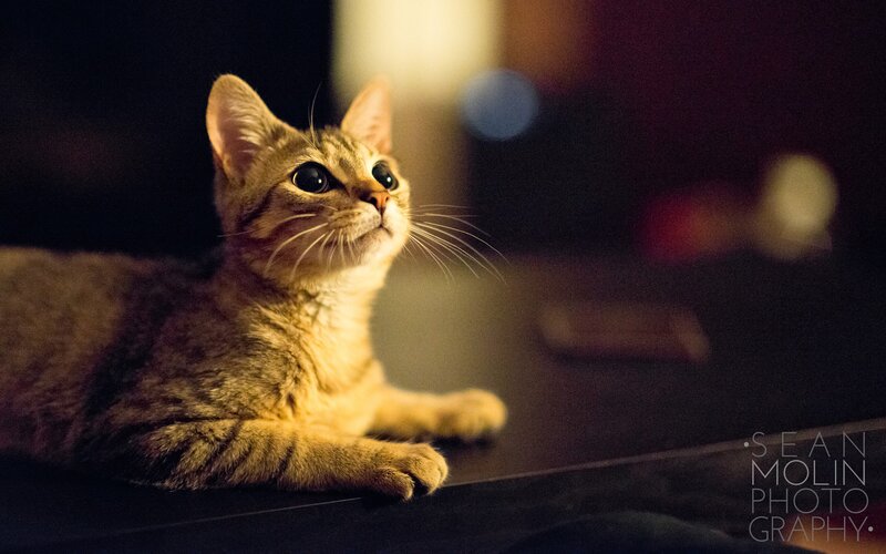 Tabby Cat Lying Down — Brown, Calm, Night, Photograph, Table