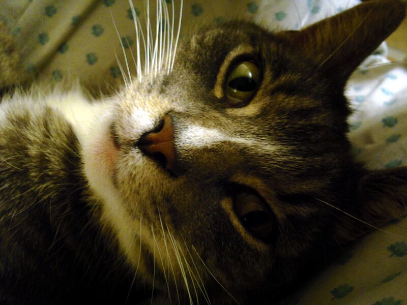 Tabby Cat Lying Down — Brown, Calm, Night, Photograph, Whiskers