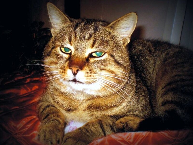 Tabby Cat Lying Down — Brown, Calm, Night