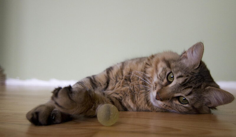Tabby Cat Lying Down — Brown, Calm, Photograph, Ball