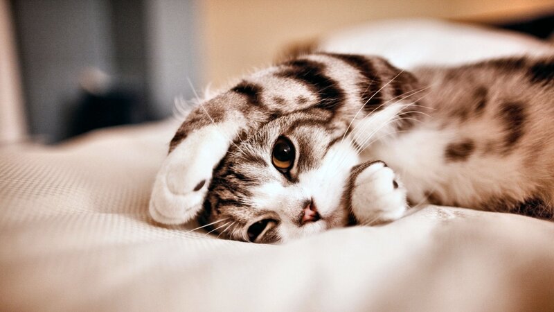 Tabby Cat Lying Down — Brown, Calm, Photograph, Bed, Pillow