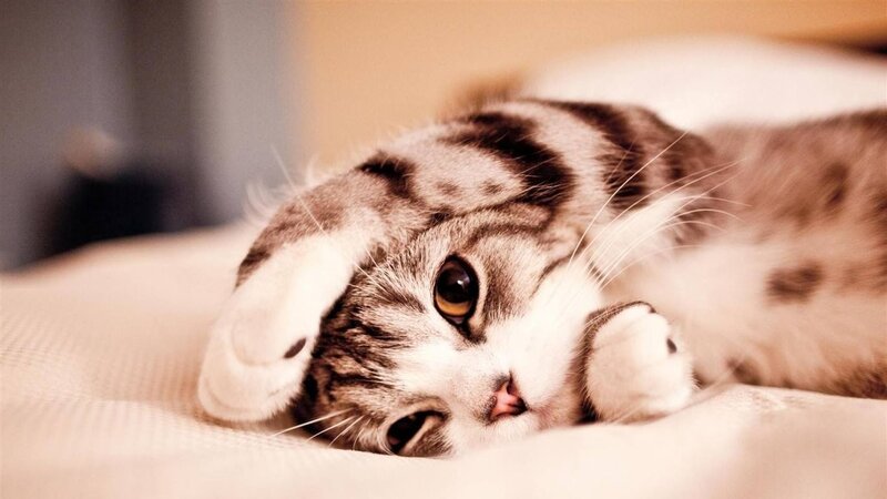 Tabby Cat Lying Down — Brown, Calm, Photograph, Bed