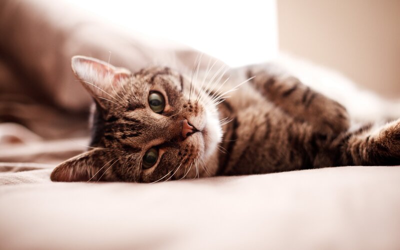 Tabby Cat Lying Down — Brown, Calm, Photograph, Bed, Whiskers, Green Eyes