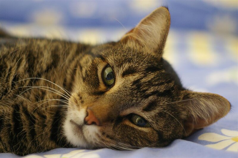 Tabby Cat Lying Down — Brown, Calm, Photograph, Bedding