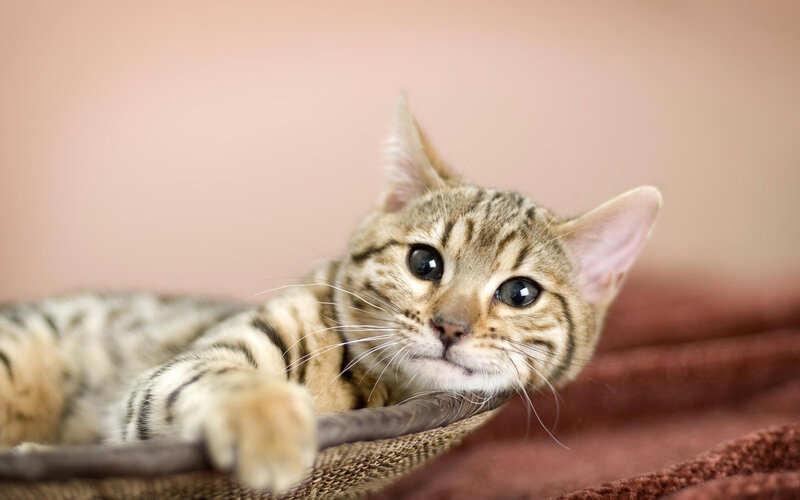 Tabby Cat Lying Down — Brown, Calm, Photograph, Blanket, Basket