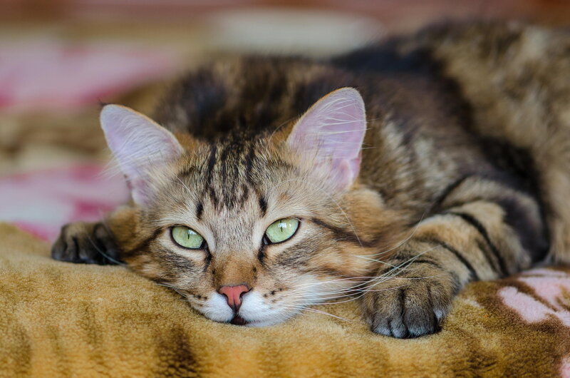 Tabby Cat Lying Down — Brown, Calm, Photograph, Blanket, Paws