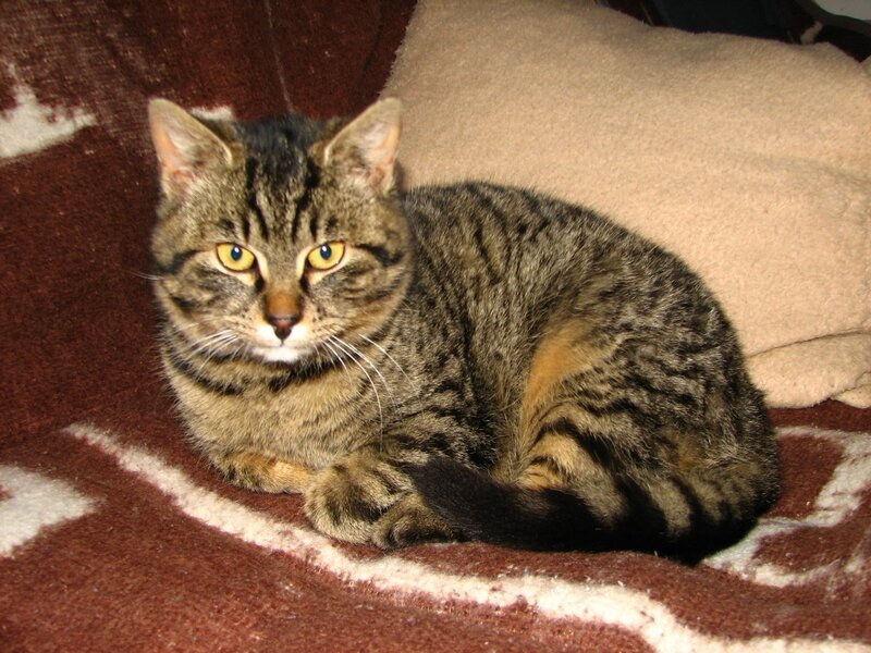 Tabby Cat Lying Down — Brown, Calm, Photograph, Blanket