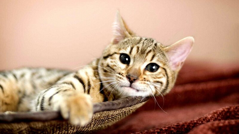 Tabby Cat Lying Down — Brown, Calm, Photograph, Blanket, Wall