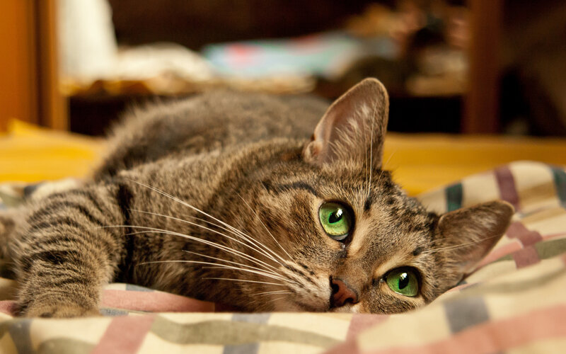 Tabby Cat Lying Down — Brown, Calm, Photograph, Blanket, Whiskers