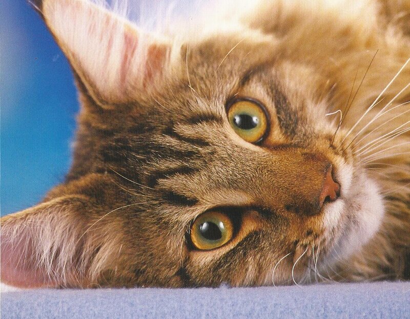 Tabby Cat Lying Down — Brown, Calm, Photograph, Blue Background