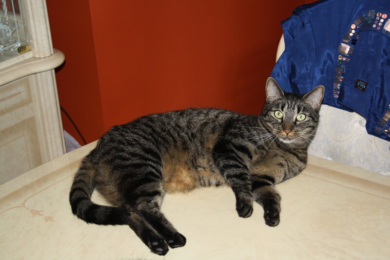 Tabby Cat Lying Down — Brown, Calm, Photograph, Blue Jacket