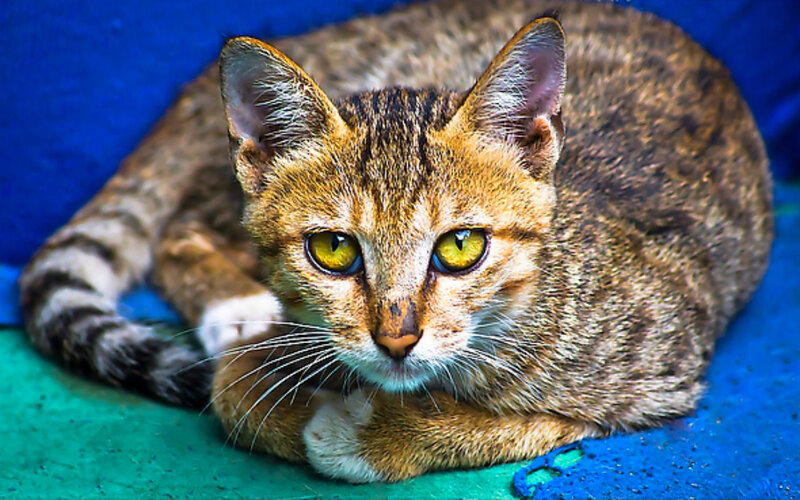Tabby Cat Lying Down — Brown, Calm, Photograph, Blue Surface