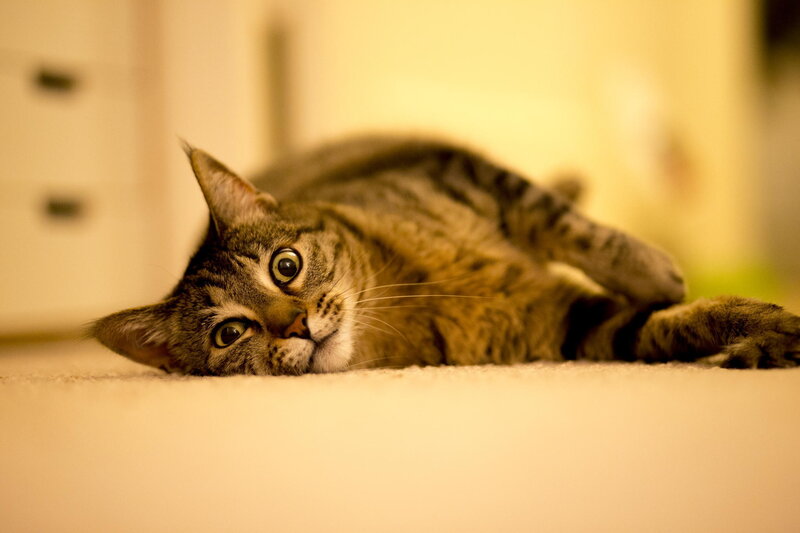 Tabby Cat Lying Down — Brown, Calm, Photograph, Carpet, Furniture