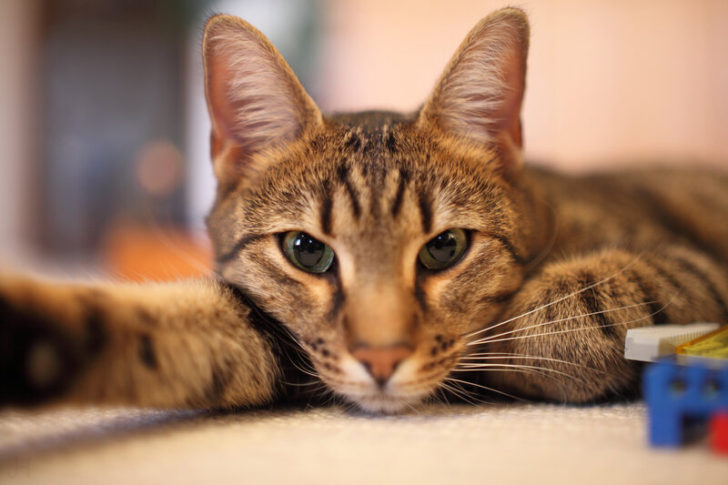Tabby Cat Lying Down — Brown, Calm, Photograph, Carpet, Lego Pieces