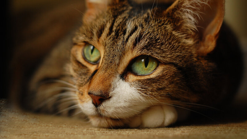 Tabby Cat Lying Down — Brown, Calm, Photograph, Carpet