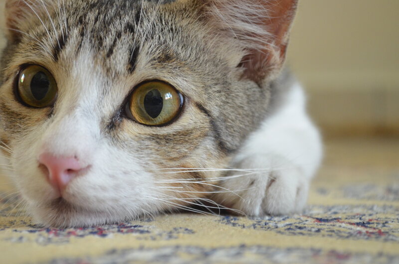 Tabby Cat Lying Down — Brown, Calm, Photograph, Carpet, Whiskers