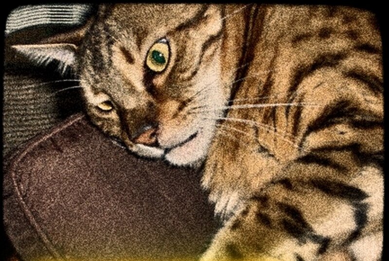 Tabby Cat Lying Down — Brown, Calm, Photograph, Couch