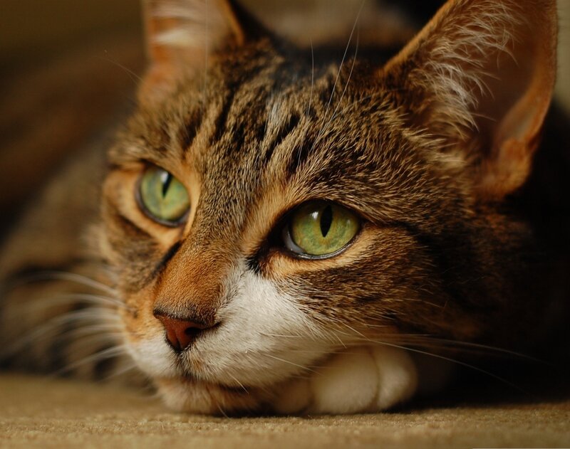 Tabby Cat Lying Down — Brown, Calm, Photograph, Eyes