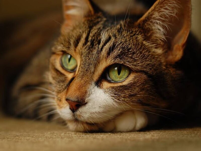 Tabby Cat Lying Down — Brown, Calm, Photograph, Eyes, Whiskers