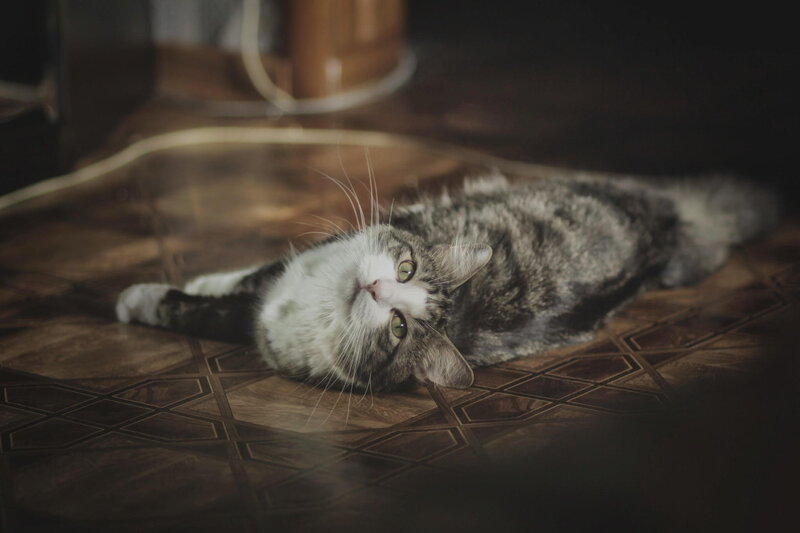 Tabby Cat Lying Down — Brown, Calm, Photograph, Floor, Cable