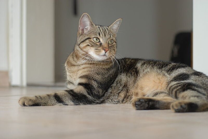 Tabby Cat Lying Down — Brown, Calm, Photograph, Floor, Doorway
