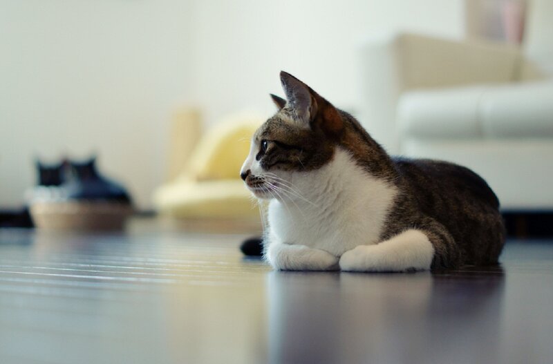 Tabby Cat Lying Down — Brown, Calm, Photograph, Floor, Sofa