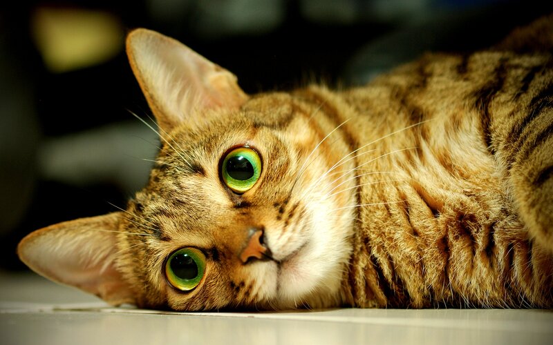 Tabby Cat Lying Down — Brown, Calm, Photograph, Floor
