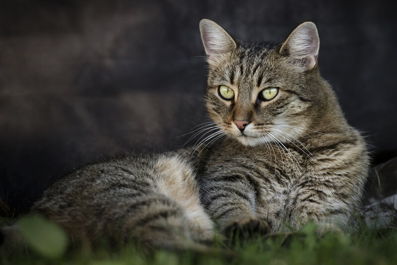 Tabby Cat Lying Down — Brown, Calm, Photograph, Grass