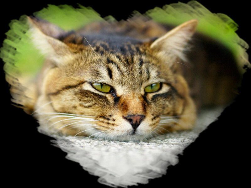 Tabby Cat Lying Down — Brown, Calm, Photograph, Green Background