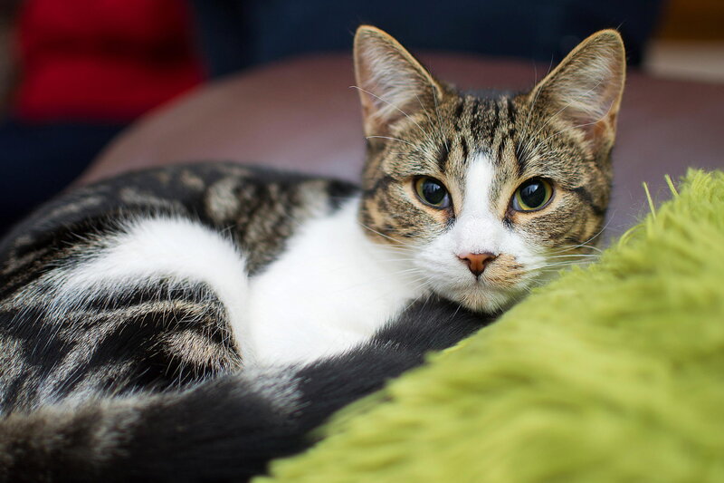 Tabby Cat Lying Down — Brown, Calm, Photograph, Green Blanket