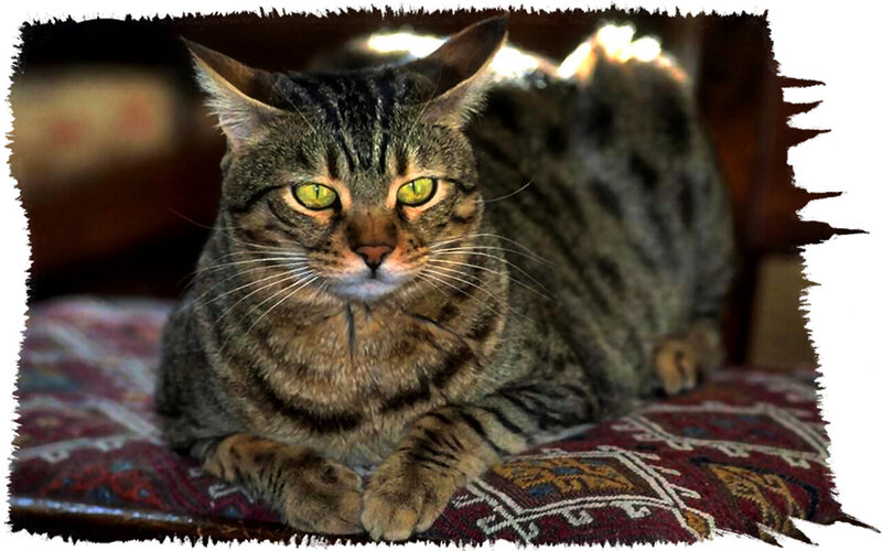 Tabby Cat Lying Down — Brown, Calm, Photograph, Patterned Cushion