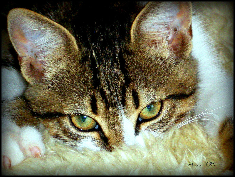 Tabby Cat Lying Down — Brown, Calm, Photograph, Paw