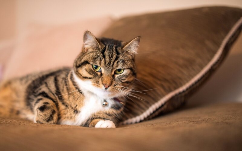 Tabby Cat Lying Down — Brown, Calm, Photograph, Pillow, Collar