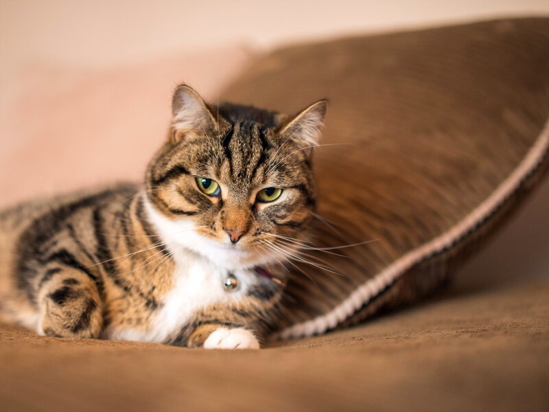 Tabby Cat Lying Down — Brown, Calm, Photograph, Pillow