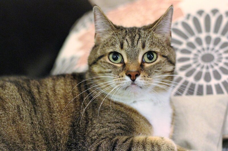 Tabby Cat Lying Down — Brown, Calm, Photograph, Pillow, Whiskers