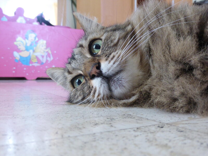 Tabby Cat Lying Down — Brown, Calm, Photograph, Pink Toy Box