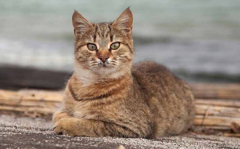 Tabby Cat Lying Down — Brown, Calm, Photograph, Sand
