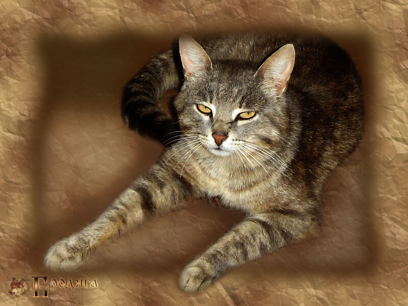 Tabby Cat Lying Down — Brown, Calm, Photograph, Text Logo